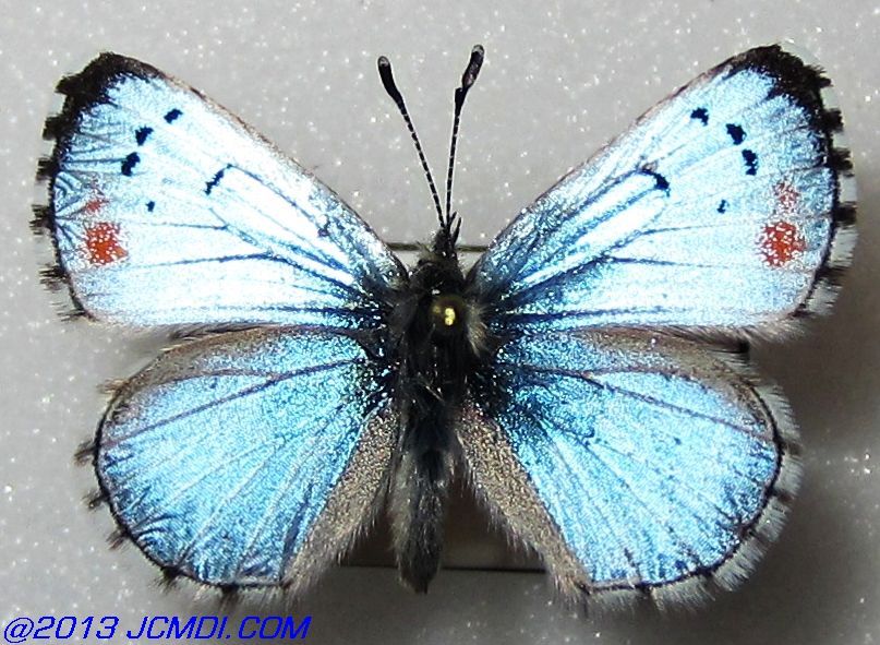 Philotes sonorensis (Sonoran Blue) butterfly life cycle image